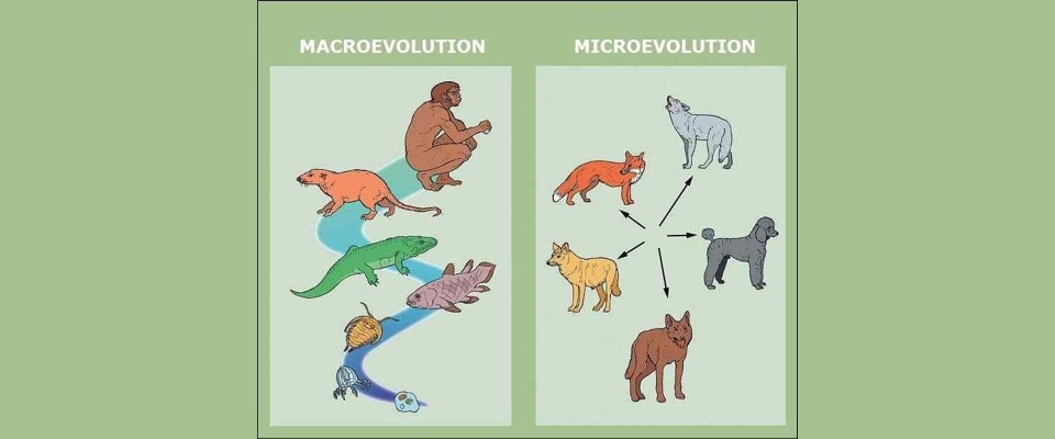 Macro- Microevolution